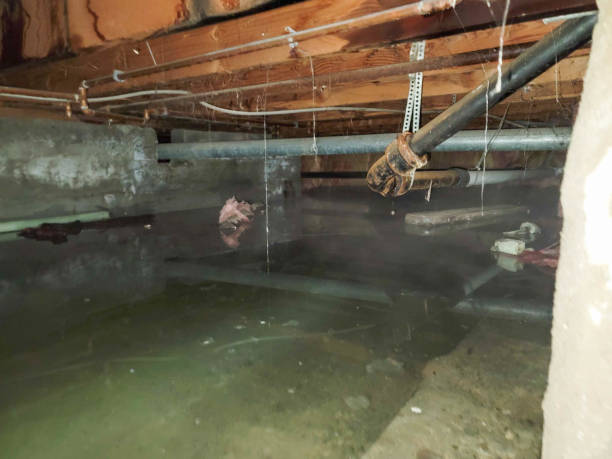 Best Carpet water damage restoration  in Mckinley, PA